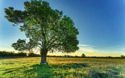 Gevoelig zenuwstelsel